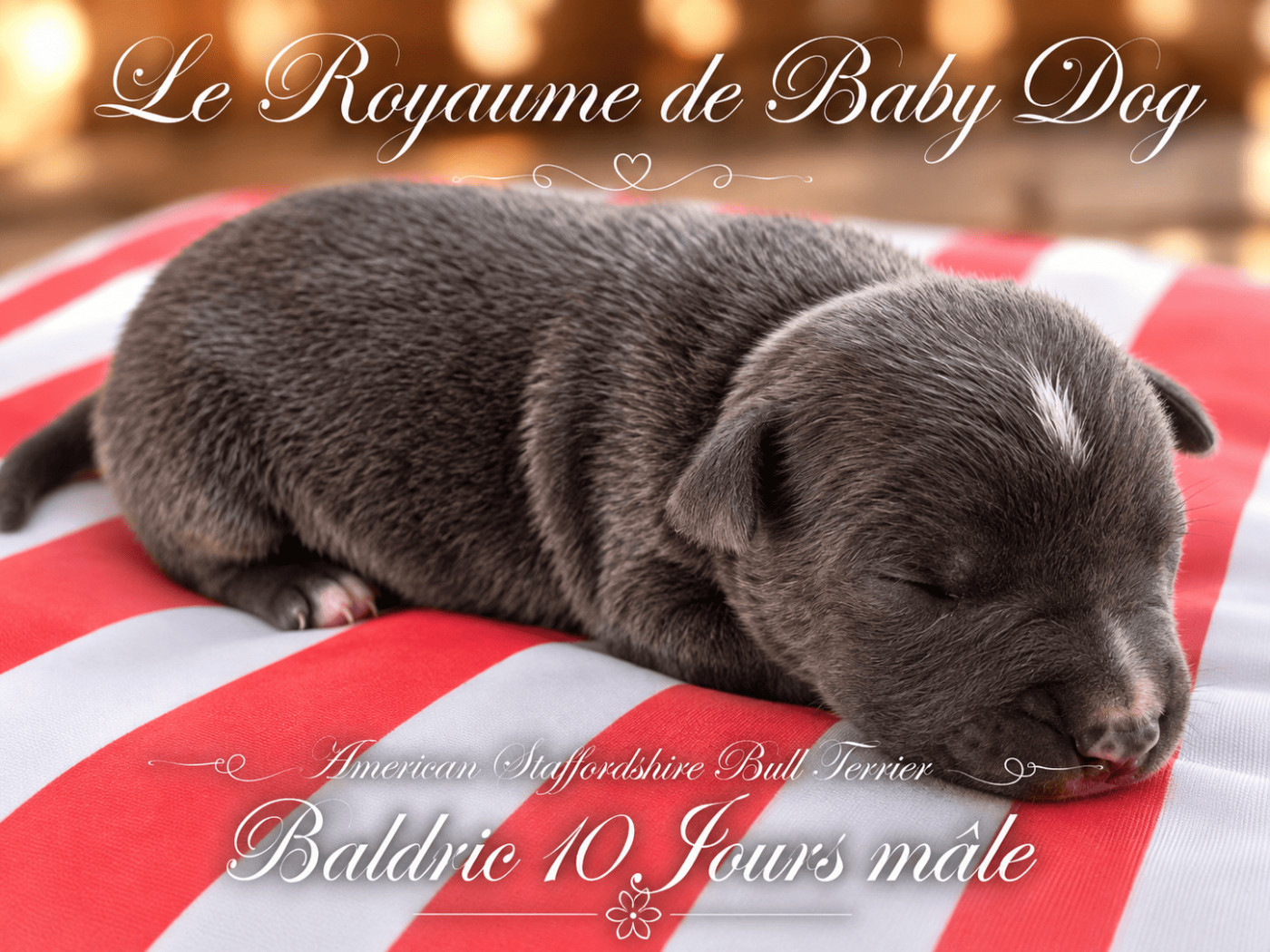 Du Royaume De Baby Dog - Chiots disponibles - American Staffordshire Terrier