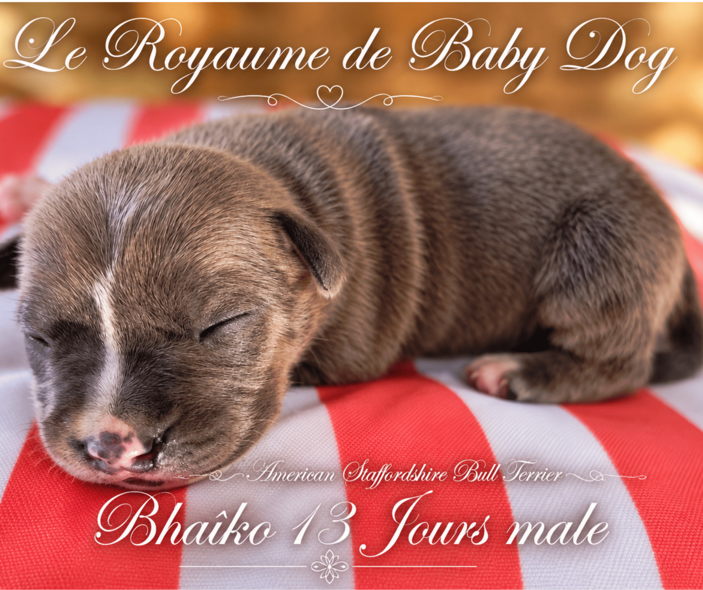 Du Royaume De Baby Dog - Chiots disponibles - American Staffordshire Terrier