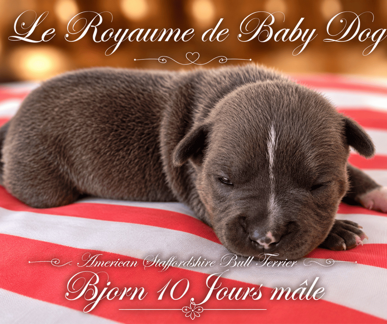 Du Royaume De Baby Dog - Chiots disponibles - American Staffordshire Terrier
