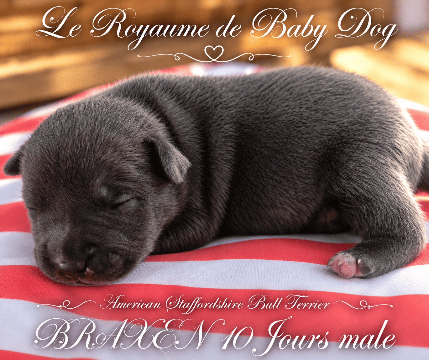 Du Royaume De Baby Dog - Chiots disponibles - American Staffordshire Terrier