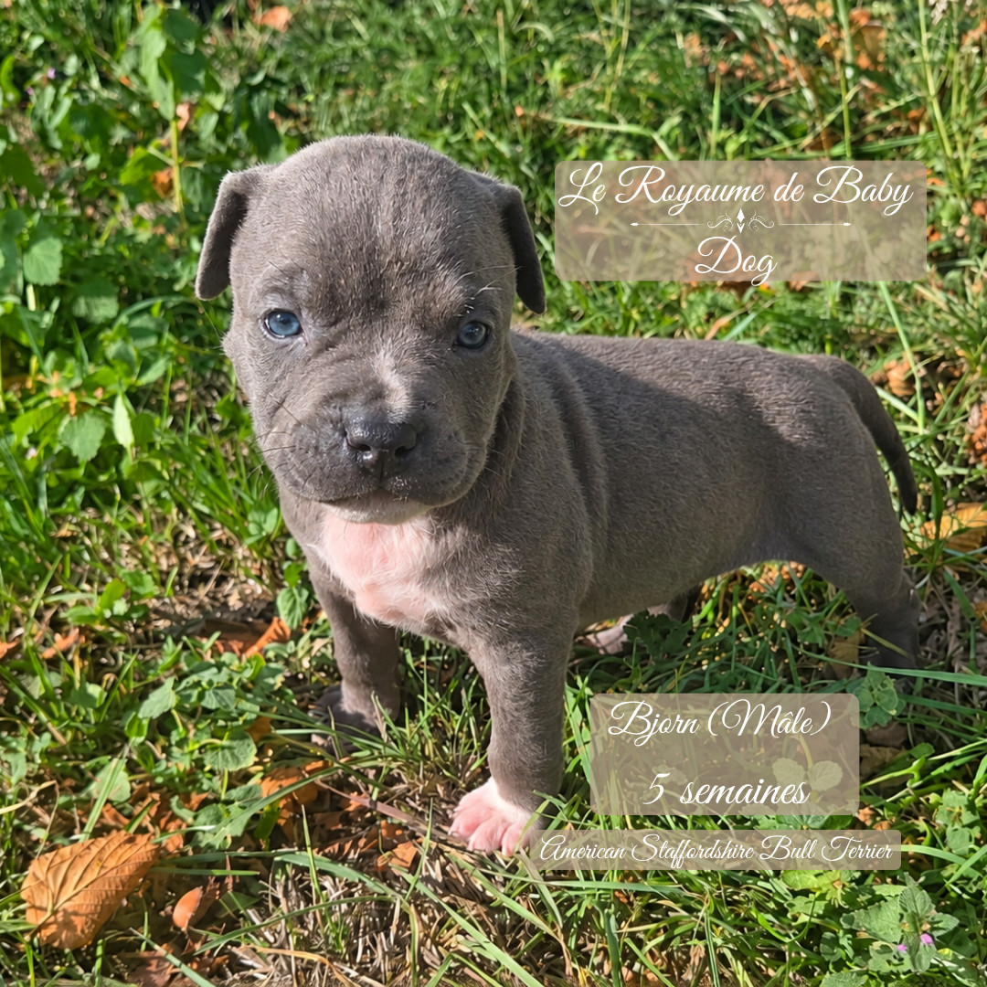 Du Royaume De Baby Dog - Chiots disponibles - American Staffordshire Terrier