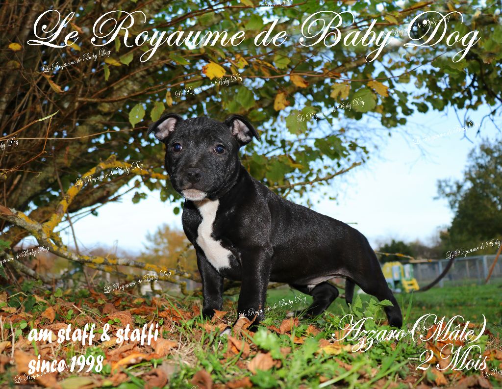 Du Royaume De Baby Dog - Chiots disponibles - Staffordshire Bull Terrier