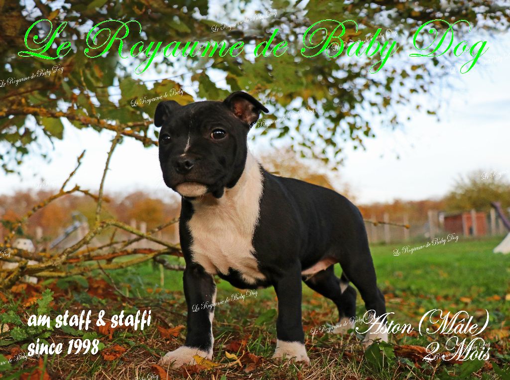 Du Royaume De Baby Dog - Chiots disponibles - Staffordshire Bull Terrier