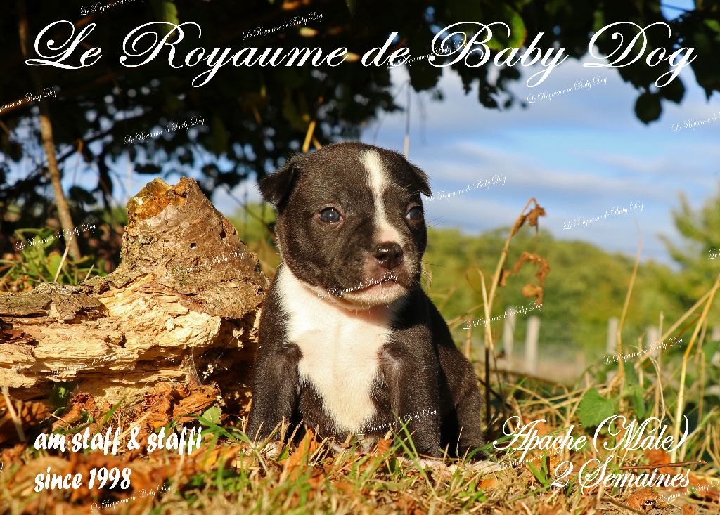 Du Royaume De Baby Dog - Chiots disponibles - Staffordshire Bull Terrier