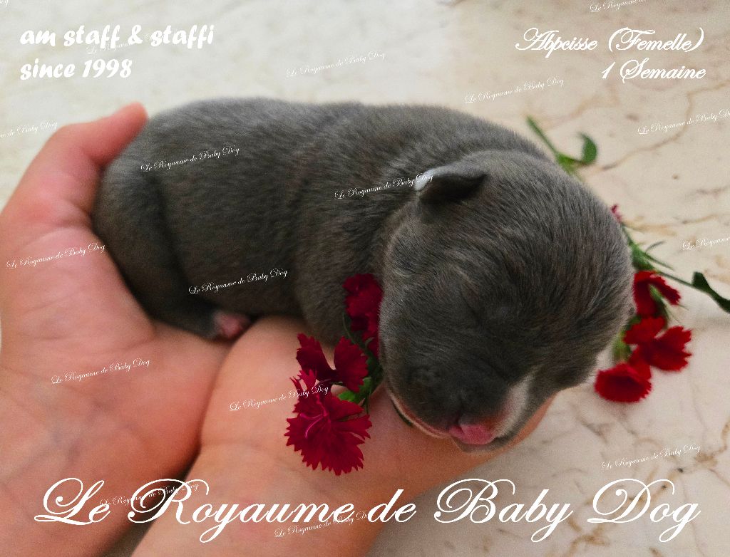 Du Royaume De Baby Dog - Chiots disponibles - American Staffordshire Terrier