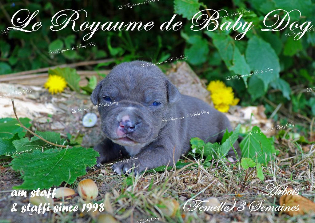 Du Royaume De Baby Dog - Chiots disponibles - American Staffordshire Terrier