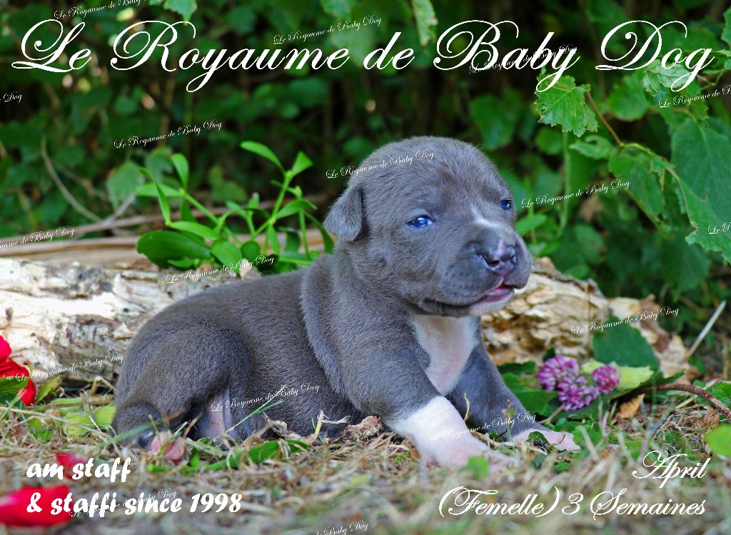 Du Royaume De Baby Dog - Chiots disponibles - American Staffordshire Terrier