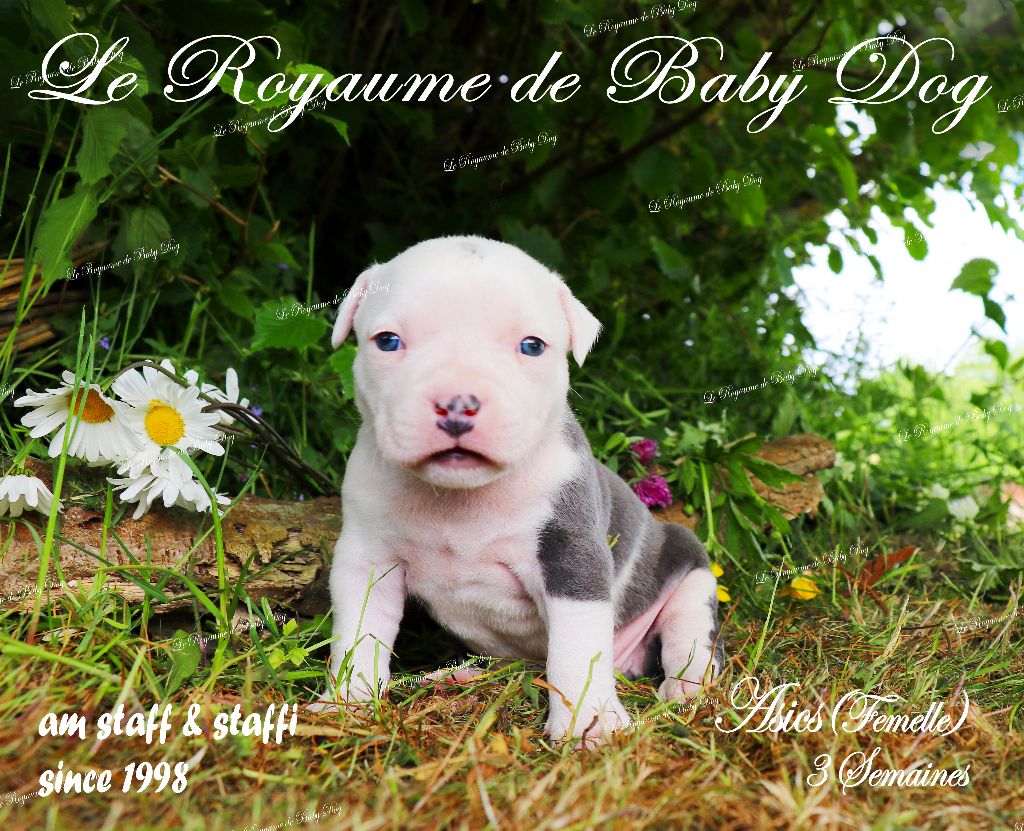 Du Royaume De Baby Dog - Chiots disponibles - American Staffordshire Terrier