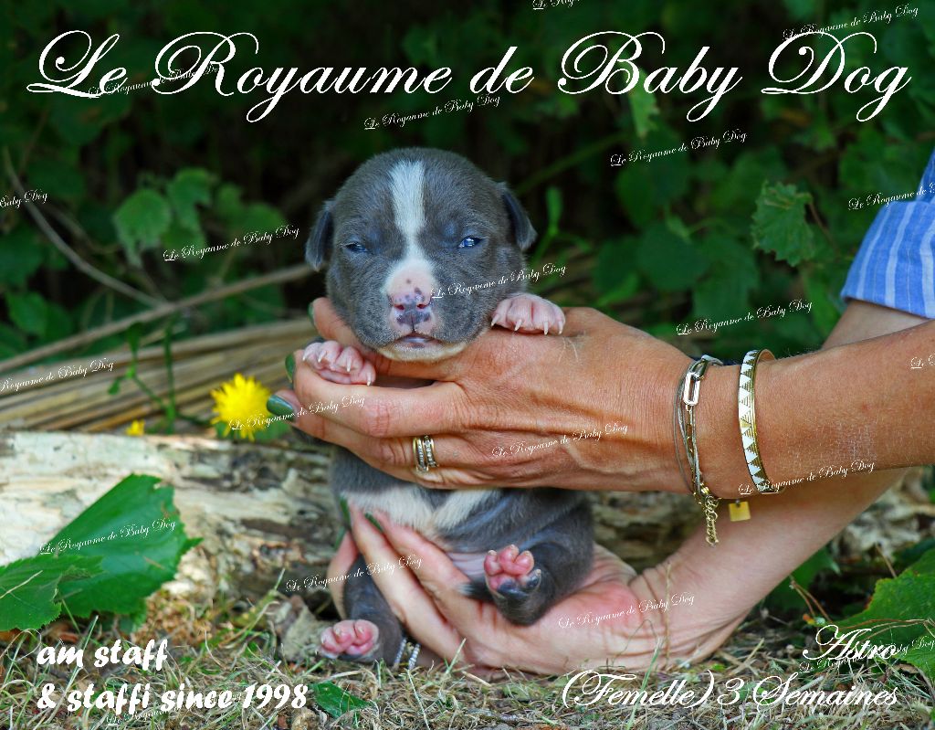 Du Royaume De Baby Dog - Chiots disponibles - American Staffordshire Terrier