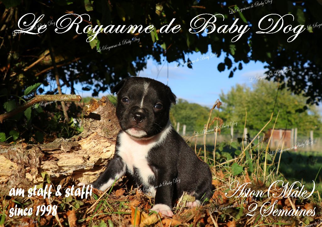Du Royaume De Baby Dog - Chiots disponibles - Staffordshire Bull Terrier