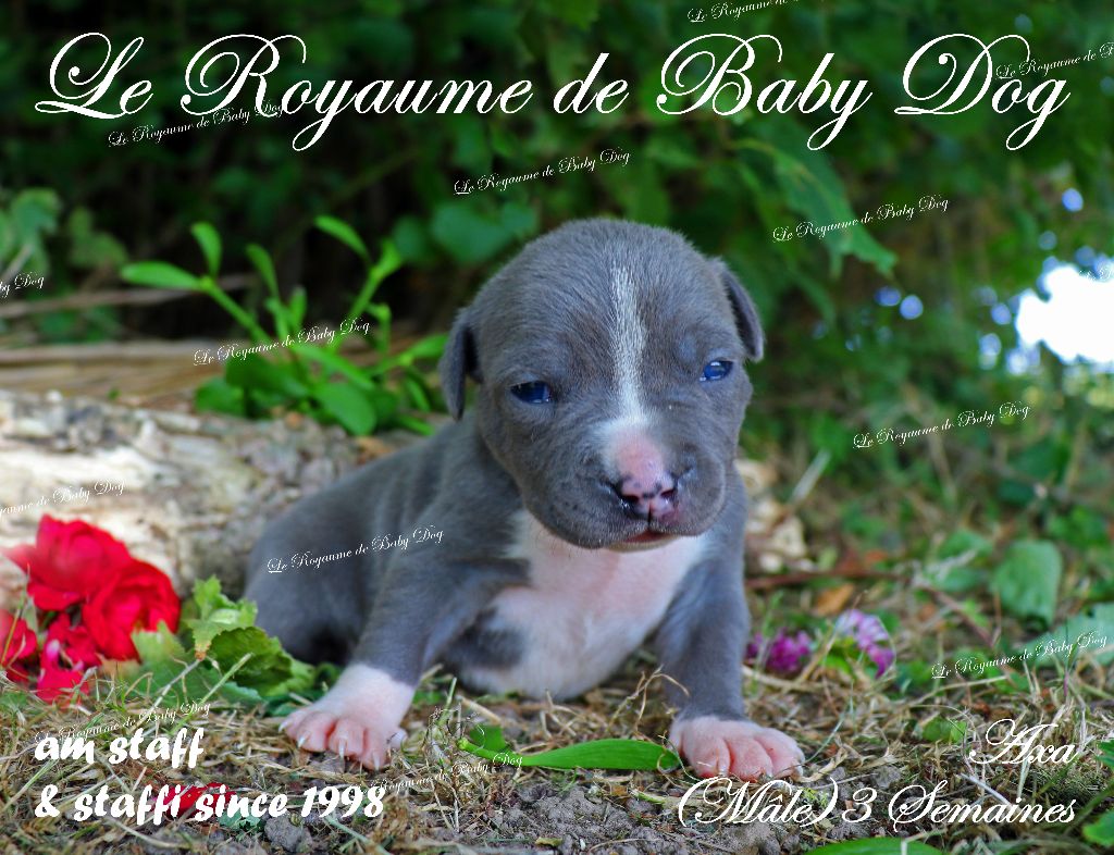 Du Royaume De Baby Dog - Chiots disponibles - American Staffordshire Terrier