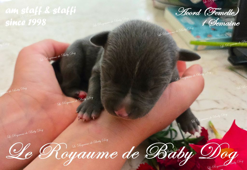 Du Royaume De Baby Dog - Chiots disponibles - American Staffordshire Terrier
