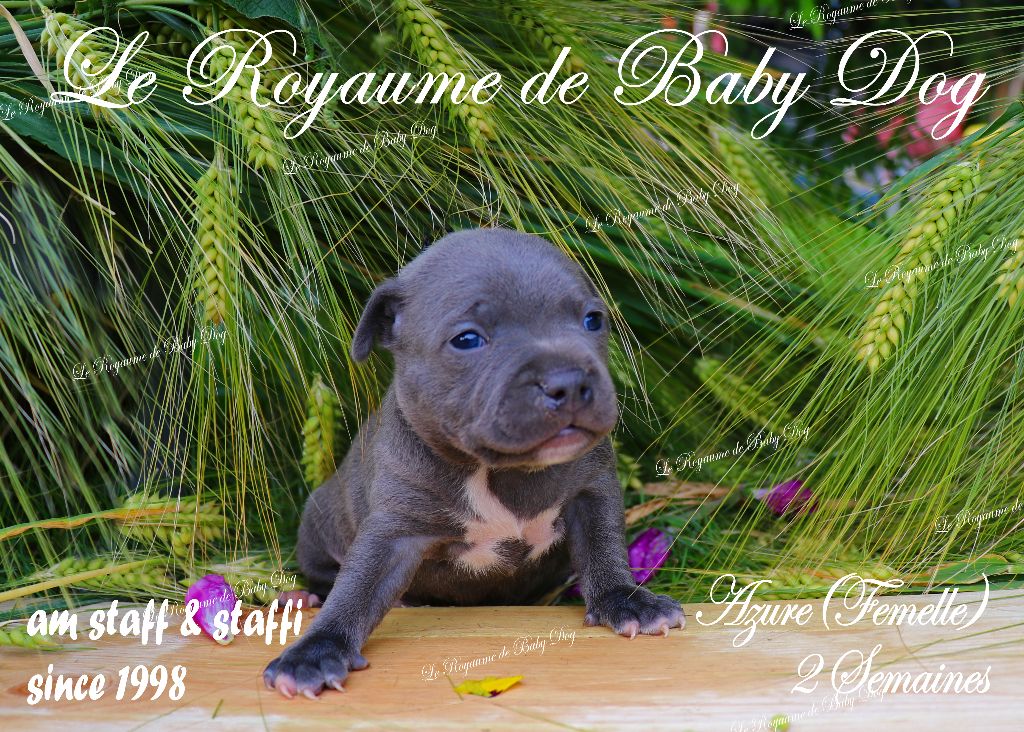 Du Royaume De Baby Dog - Chiots disponibles - Staffordshire Bull Terrier