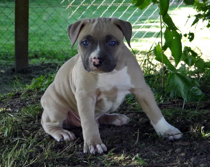Du Royaume De Baby Dog - American Staffordshire Terrier - Portée née le 25/05/2016