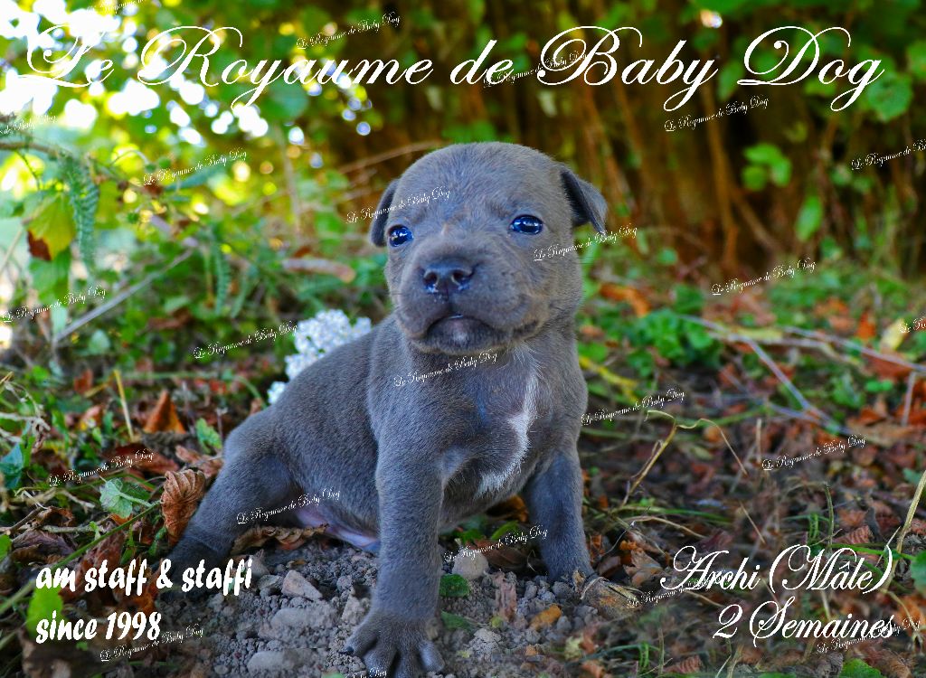 Du Royaume De Baby Dog - Chiots disponibles - Staffordshire Bull Terrier