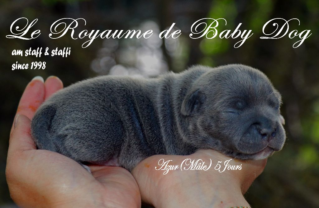 Du Royaume De Baby Dog - Chiots disponibles - Staffordshire Bull Terrier