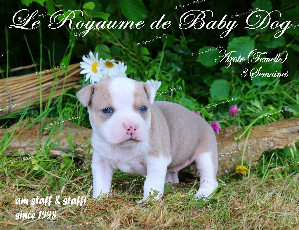 Du Royaume De Baby Dog - Chiots disponibles - American Staffordshire Terrier