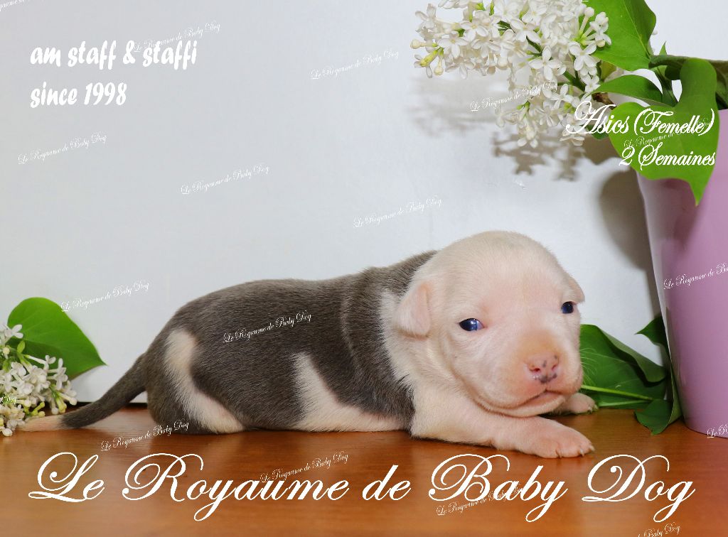Du Royaume De Baby Dog - Chiots disponibles - American Staffordshire Terrier