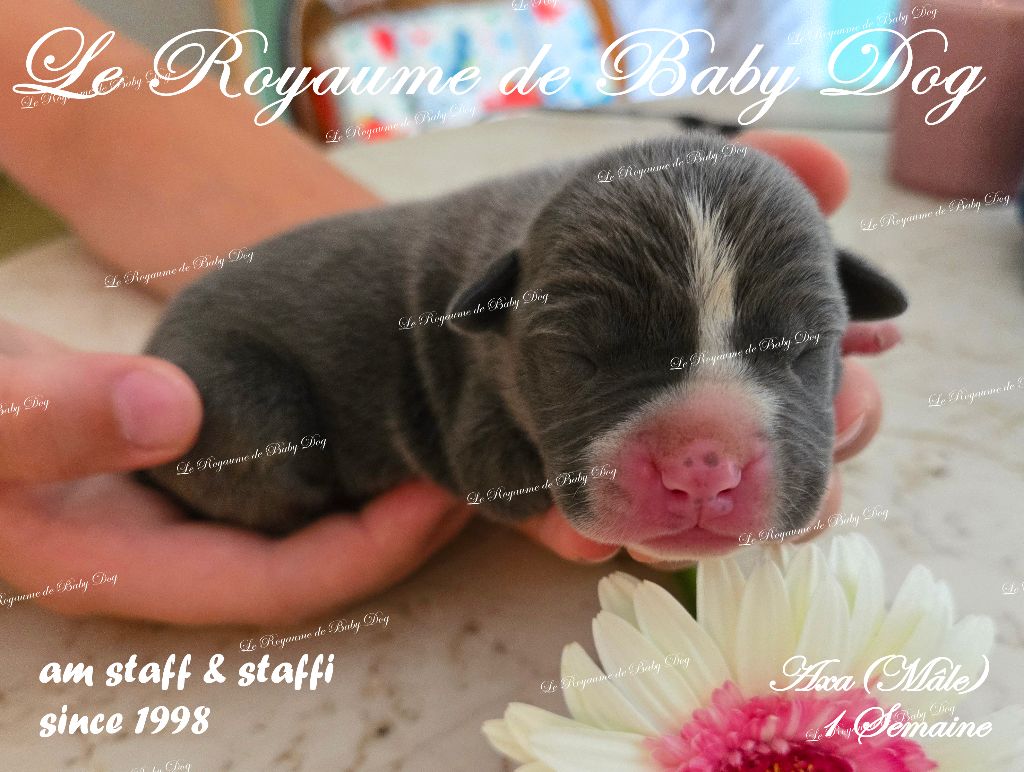 Du Royaume De Baby Dog - Chiots disponibles - American Staffordshire Terrier