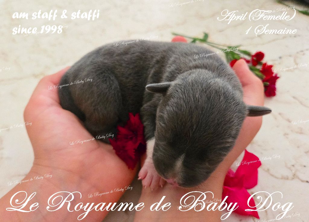 Du Royaume De Baby Dog - Chiots disponibles - American Staffordshire Terrier