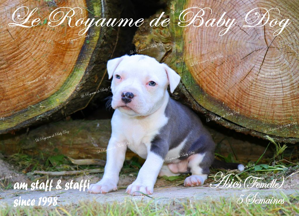 Du Royaume De Baby Dog - Chiots disponibles - American Staffordshire Terrier
