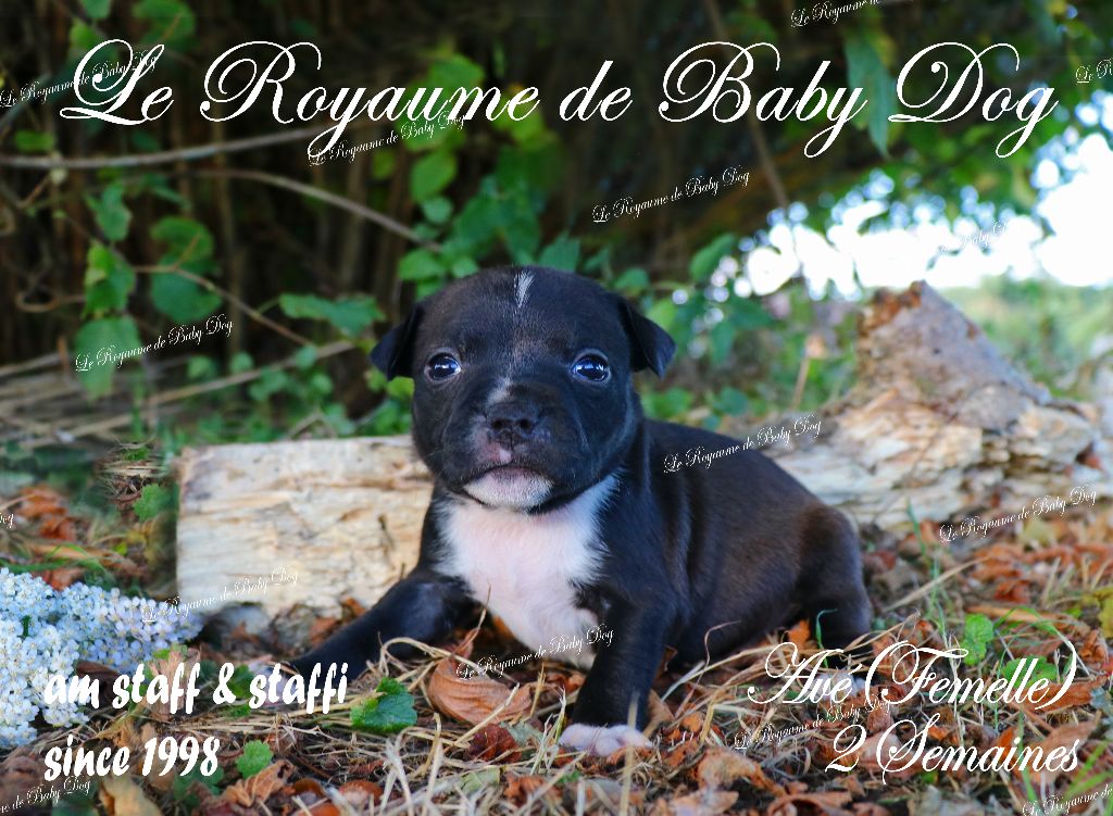 Du Royaume De Baby Dog - Chiots disponibles - Staffordshire Bull Terrier