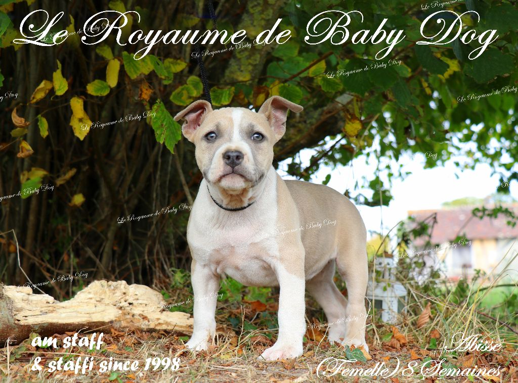 Du Royaume De Baby Dog - Chiots disponibles - American Staffordshire Terrier