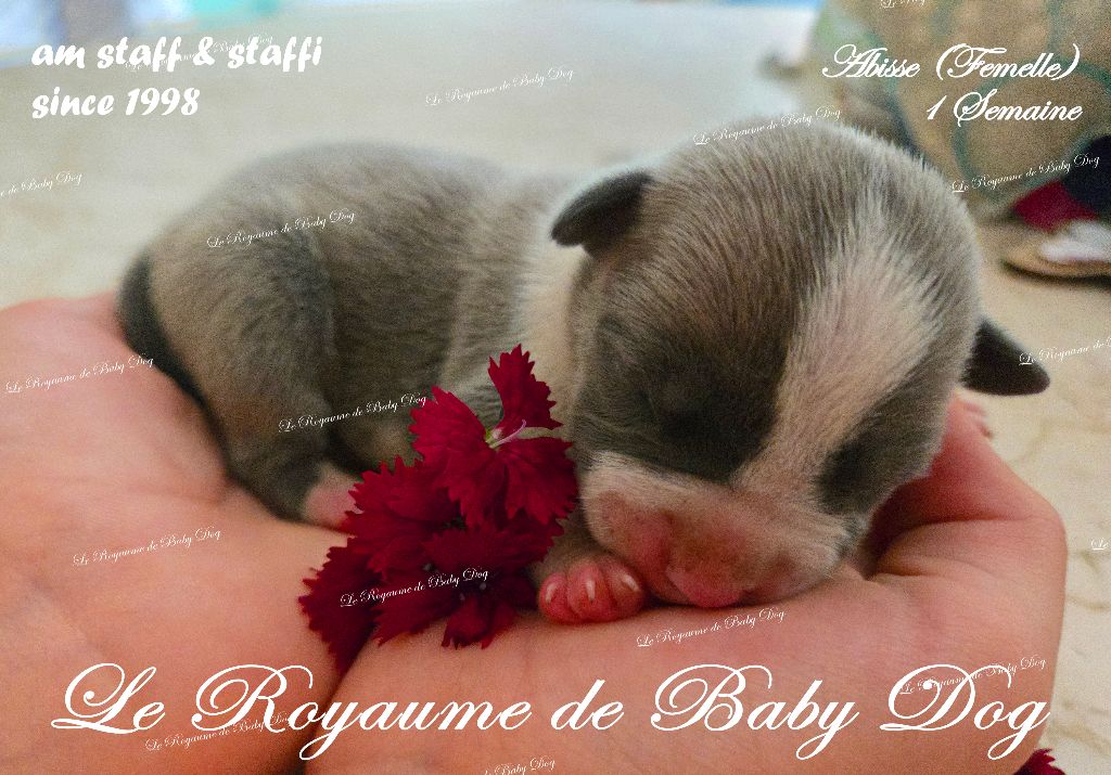 Du Royaume De Baby Dog - Chiots disponibles - American Staffordshire Terrier