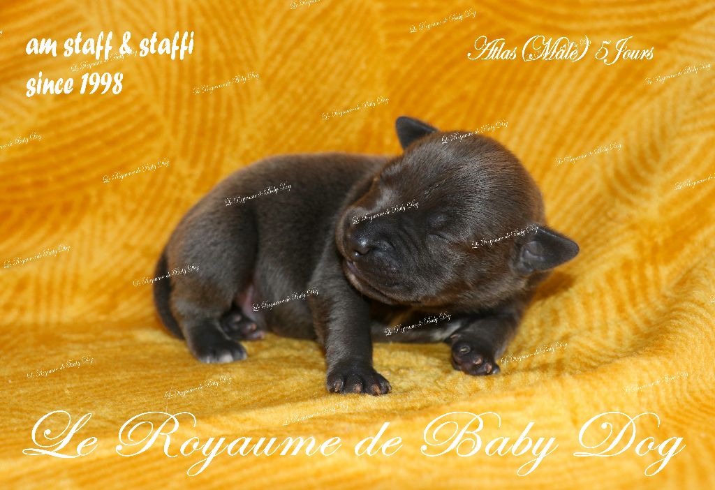 Du Royaume De Baby Dog - Chiots disponibles - Staffordshire Bull Terrier