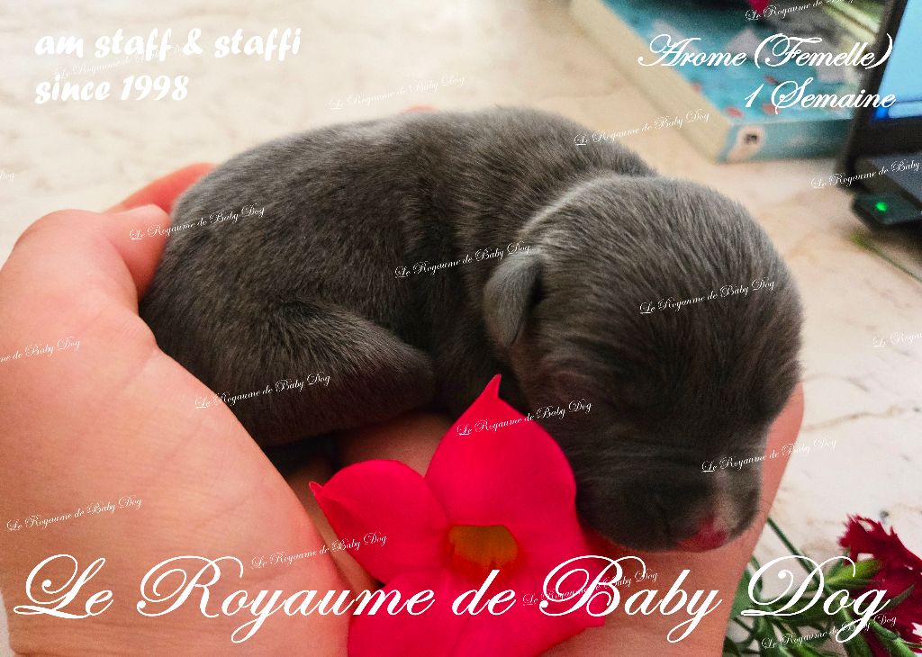 Du Royaume De Baby Dog - Chiots disponibles - American Staffordshire Terrier