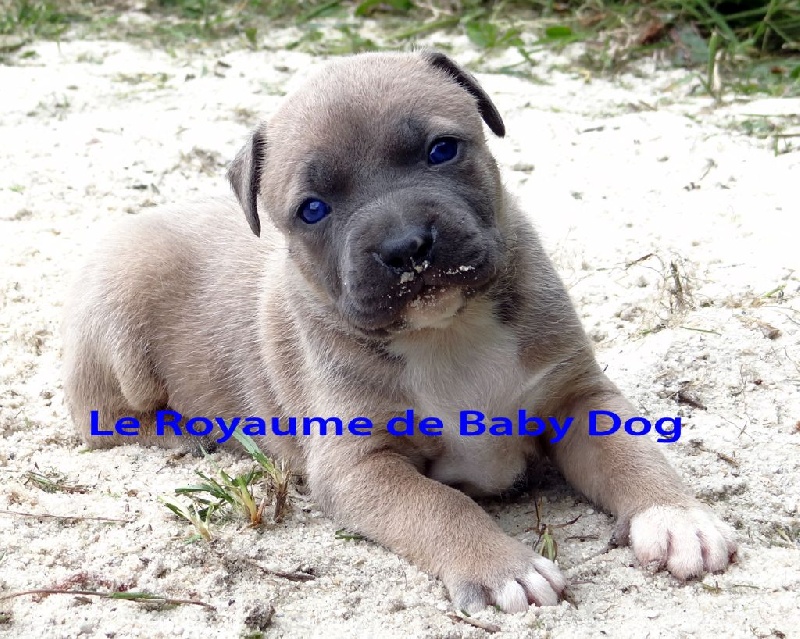 Du Royaume De Baby Dog - American Staffordshire Terrier - Portée née le 24/04/2015