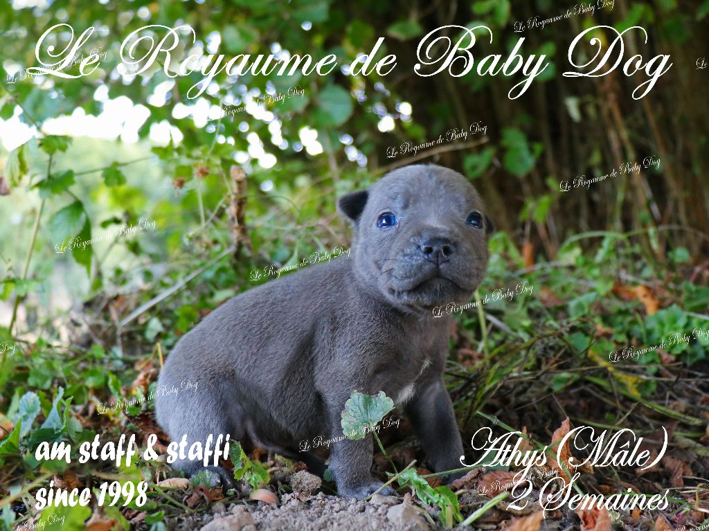 Du Royaume De Baby Dog - Chiots disponibles - Staffordshire Bull Terrier