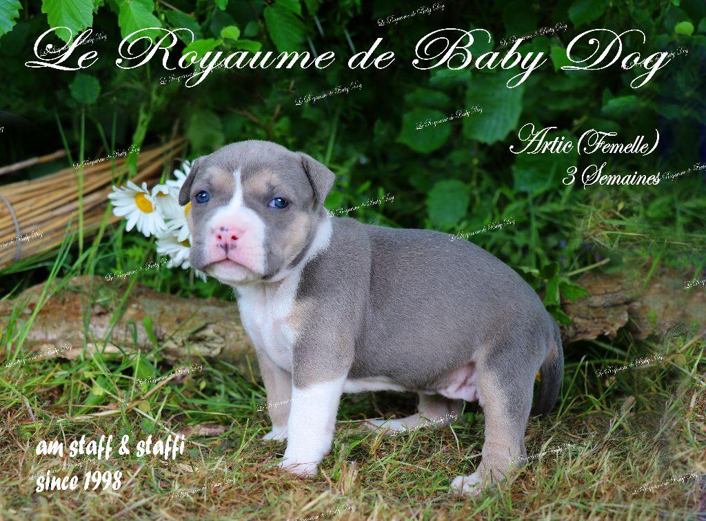 Du Royaume De Baby Dog - Chiots disponibles - American Staffordshire Terrier