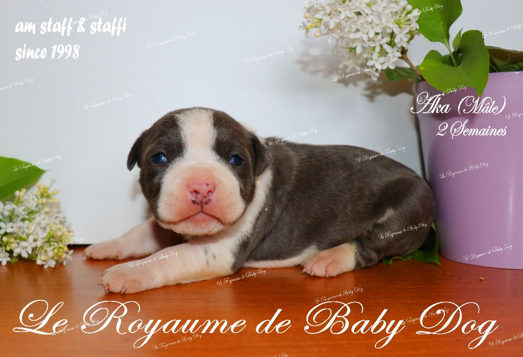 Du Royaume De Baby Dog - Chiots disponibles - American Staffordshire Terrier