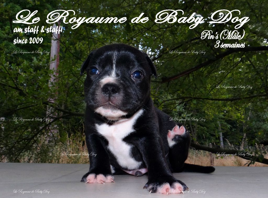 Du Royaume De Baby Dog - Staffordshire Bull Terrier - Portée née le 12/07/2019