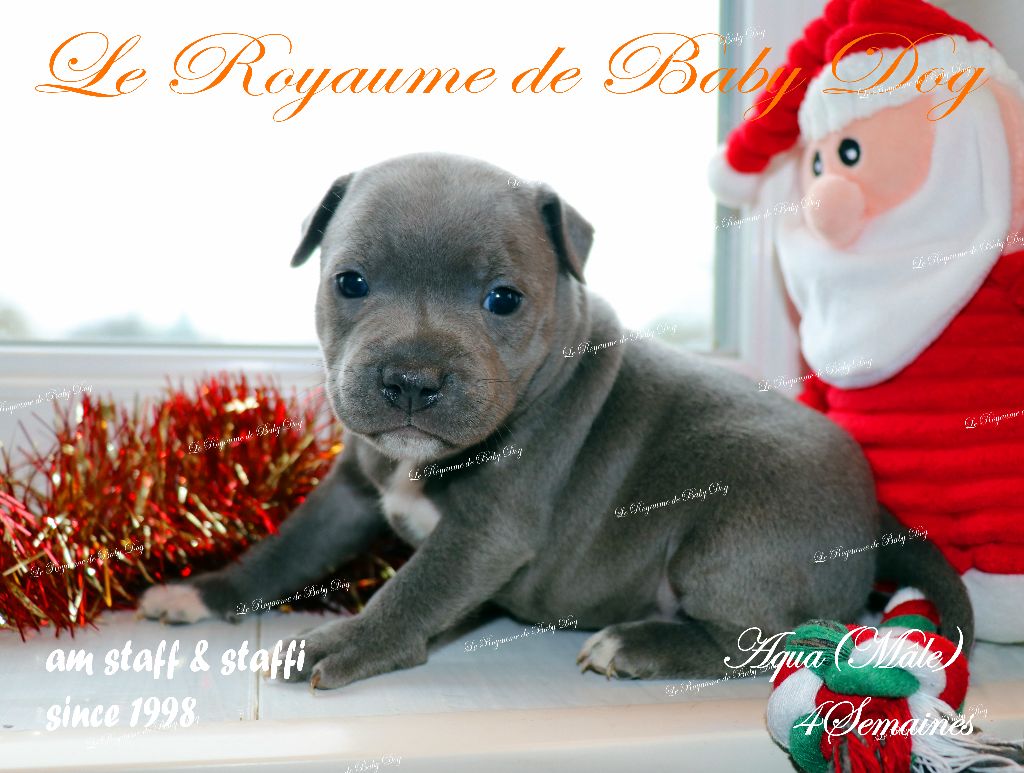Du Royaume De Baby Dog - Chiots disponibles - Staffordshire Bull Terrier