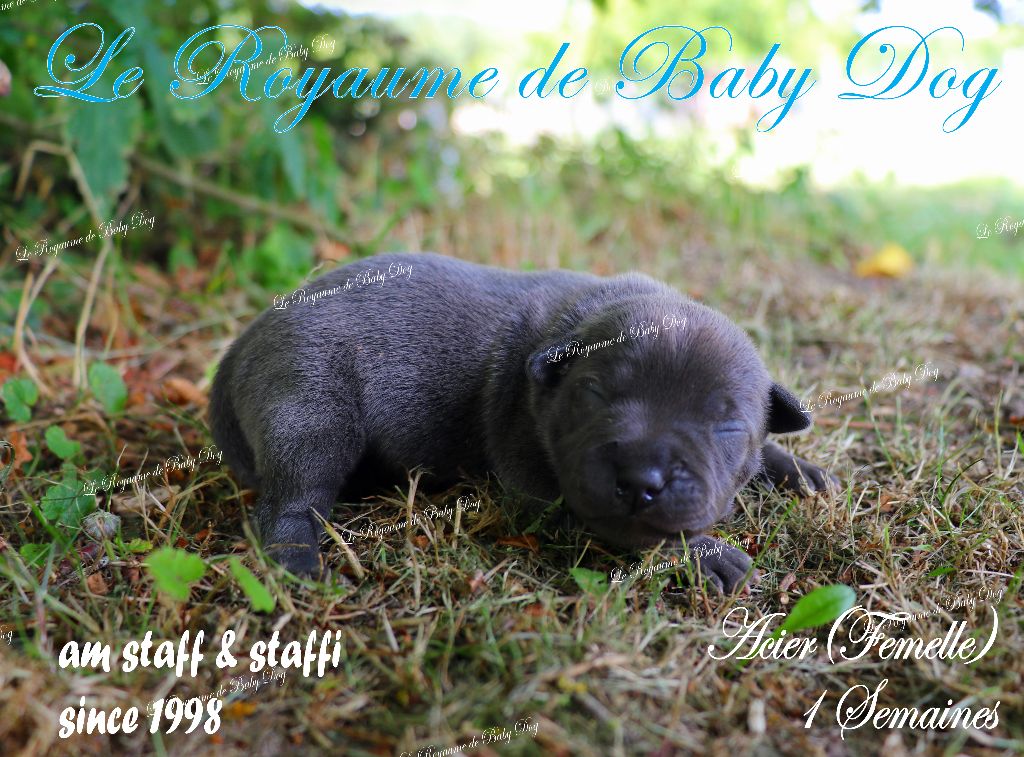 Du Royaume De Baby Dog - Chiots disponibles - Staffordshire Bull Terrier