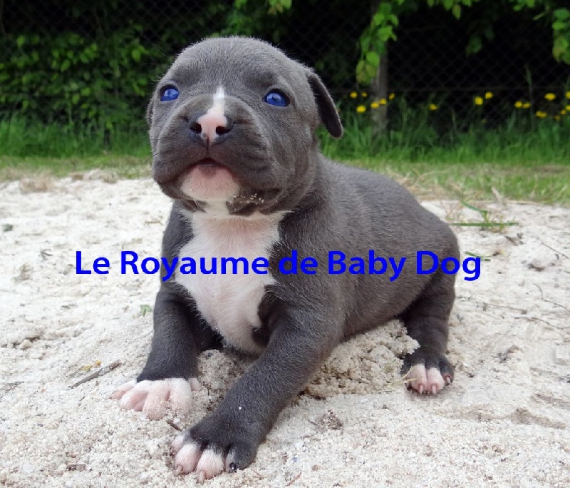Du Royaume De Baby Dog - American Staffordshire Terrier - Portée née le 24/04/2015