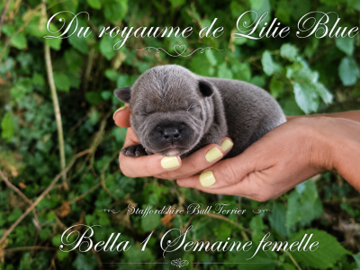 BELLA