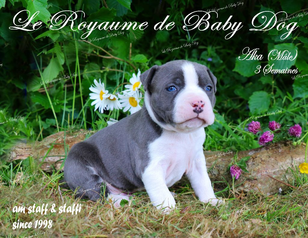 Du Royaume De Baby Dog - Chiots disponibles - American Staffordshire Terrier