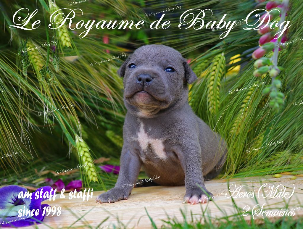 Du Royaume De Baby Dog - Chiots disponibles - Staffordshire Bull Terrier