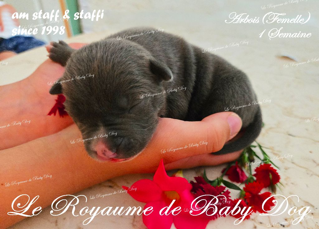 Du Royaume De Baby Dog - Chiots disponibles - American Staffordshire Terrier