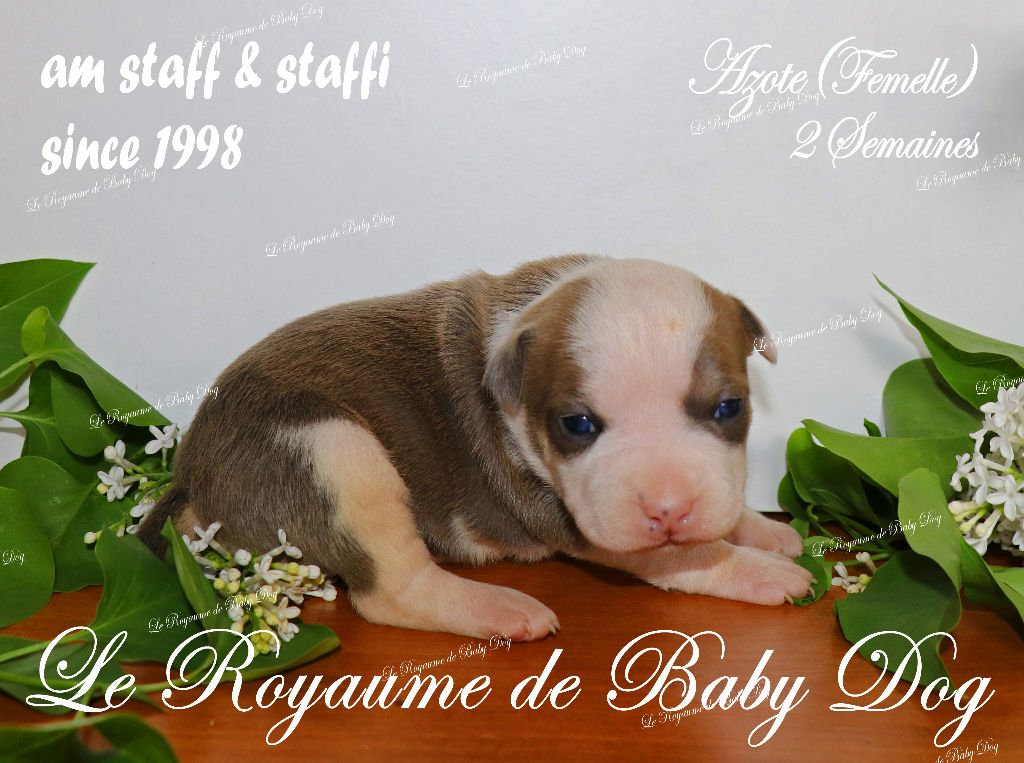 Du Royaume De Baby Dog - Chiots disponibles - American Staffordshire Terrier