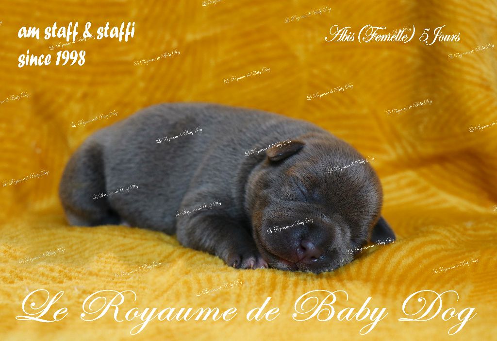 Du Royaume De Baby Dog - Chiots disponibles - Staffordshire Bull Terrier