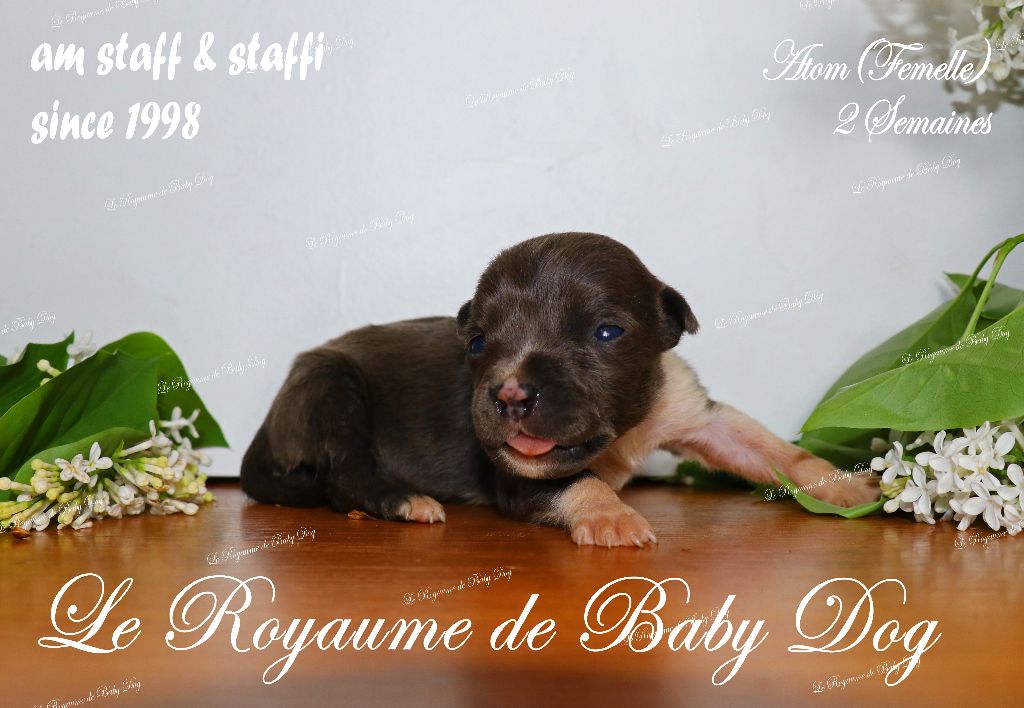 Du Royaume De Baby Dog - Chiots disponibles - American Staffordshire Terrier