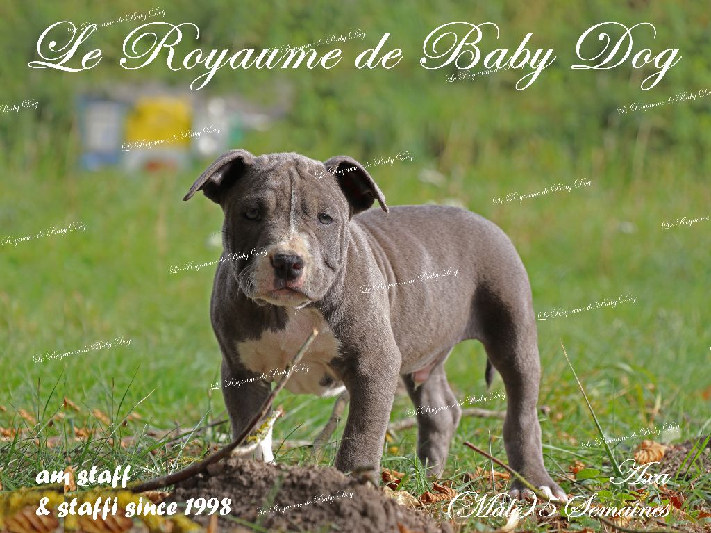 Du Royaume De Baby Dog - Chiots disponibles - American Staffordshire Terrier