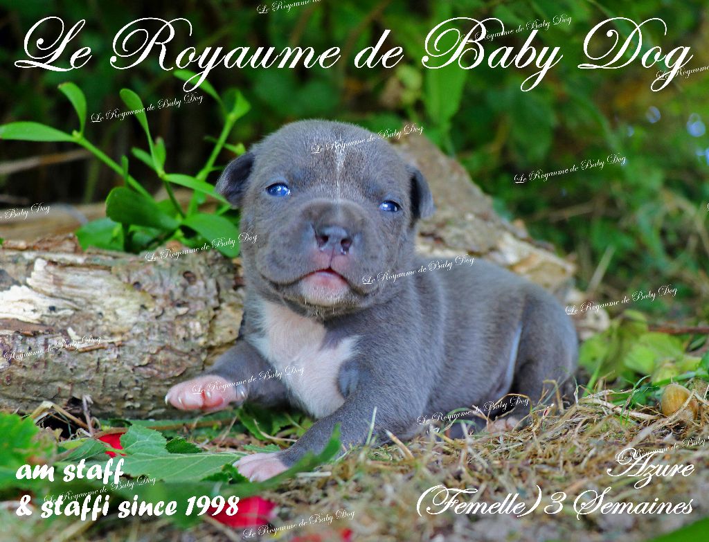 Du Royaume De Baby Dog - Chiots disponibles - American Staffordshire Terrier