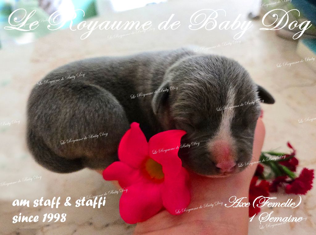 Du Royaume De Baby Dog - Chiots disponibles - American Staffordshire Terrier