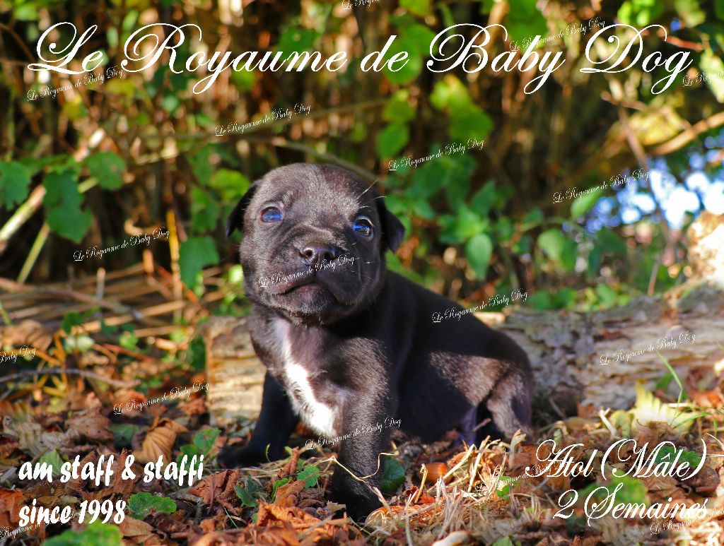 Du Royaume De Baby Dog - Staffordshire Bull Terrier - Portée née le 23/08/2025