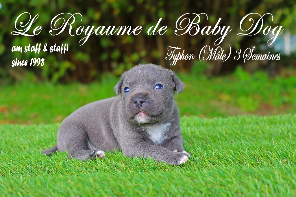 Du Royaume De Baby Dog - American Staffordshire Terrier - Portée née le 06/10/2022